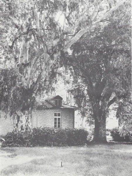    צילום שחור/ לבן : עצי האקליפטוס הראשונים  