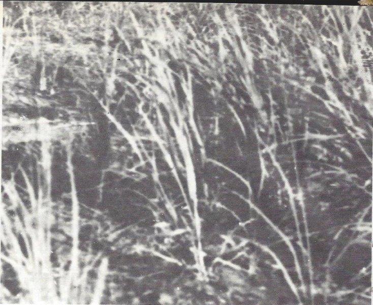  צילום של אדמת כפר-סבא השוממה : שחור לבן