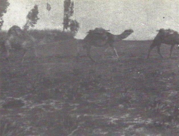 על גבי גמלים הובא הזיפזיף לבניין הבתים 